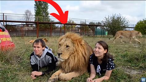 Lion Taming Fails Why You Should Not Keep Lions As Pets Youtube