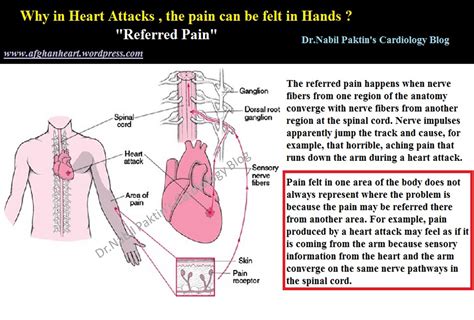 Drnabil Paktins Cardiology Blog مجله کاردیولوژی دکتور نبــیل پاکطـین