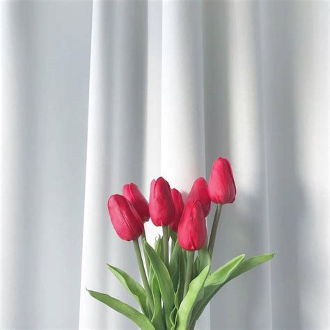 Pin De Oc Aesthetics~ En Pgau Flores Tulipanes Flores Bonitas Tulipanes
