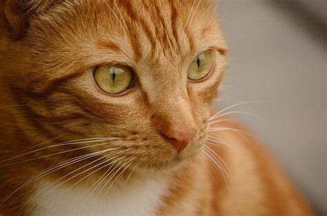 Orange Tabby Cats Facts Personality And Genetics