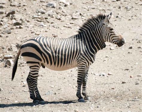 Dream Big Zoo Passes Off Donkeys As Zebras Horse Nation