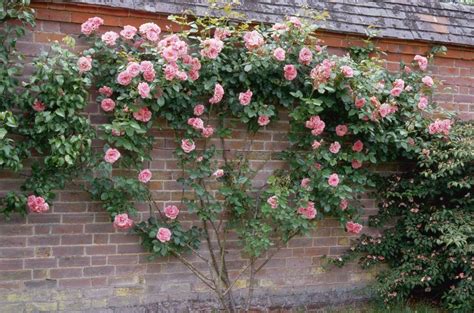 30 Clever Garden Trellis Ideas For Your Outdoor Space Climbing Roses
