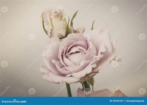 Rose Vintage Flowers Stock Image Image Of Distressed 35993787