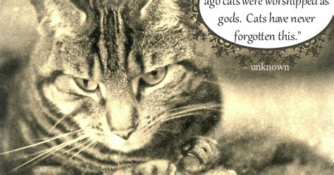 Athena Cat Goddess Wise Kitty Wordless Wednesday Cats Will Always Be Gods Wednesdaywisdom