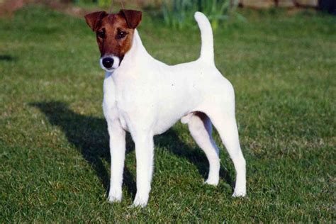 smooth fox terrier puppies rescue pictures information temperament characteristics