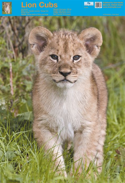 Posters Uk Lion Cub Posters Wholesale Wall Posters Free Delivery