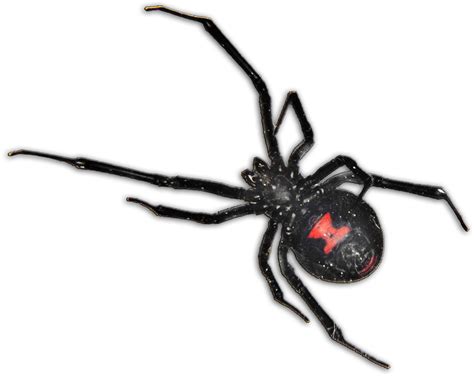 Black Widow Spider Pcs Black Widow Spider South Africa Clipart