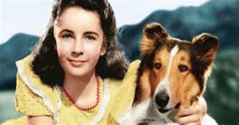 ¿conoces La Historia De Lassie La Verdad Noticias