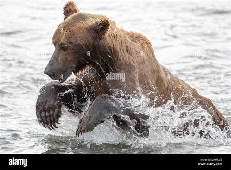 Alaskan Brown Bear Lunging In An Attempt To Catch Salmon At Mikfik