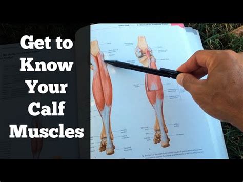 In combination with the soleus, these muscles there is a group of 3 muscles that are primarily responsible for eversion of the foot. Muscle Anatomy of the Lower Leg Muscles - Gastrocnemius ...