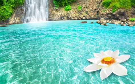 tropical-waterfall-and-white-lotus