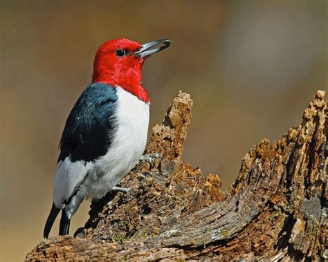 Red Headed Woodpecker Redheads Of The Bird World Unianimal