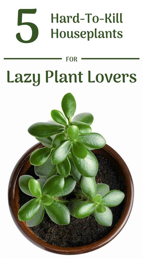 5 Hard To Kill Houseplants For Lazy Plant Lovers Plant Lover Plants
