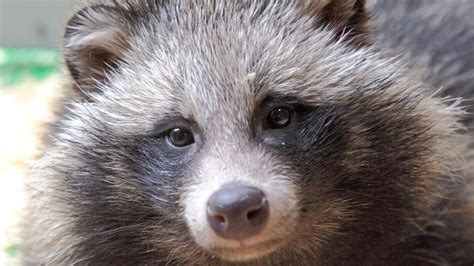 Raccoon Dogs What Are They Where Are They From Bbc News