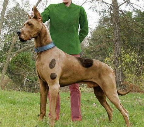 However, he has appearance and character features peculiar exceptionally to him. Scooby Doo In Real Life | Dog halloween costumes, Dog ...