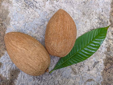 Two Brown Mamey Sapote From Mexico Lying On The Floor With The Leaf