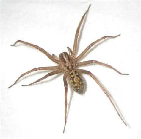 Hobo Spider Bite Pictures Symptoms Treatments Stages And Prevention