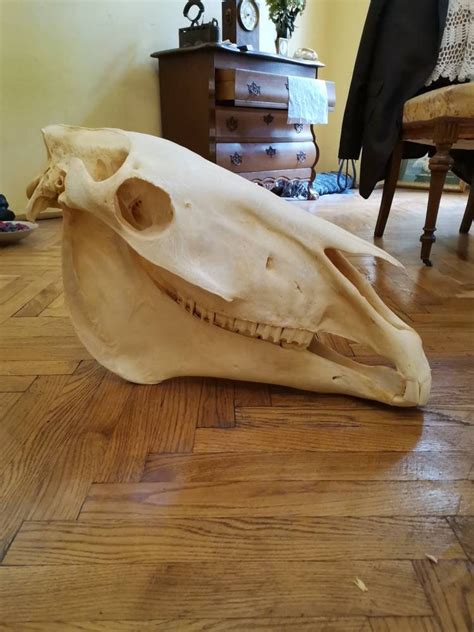 Horse Skull For Sale Only 3 Left At 65
