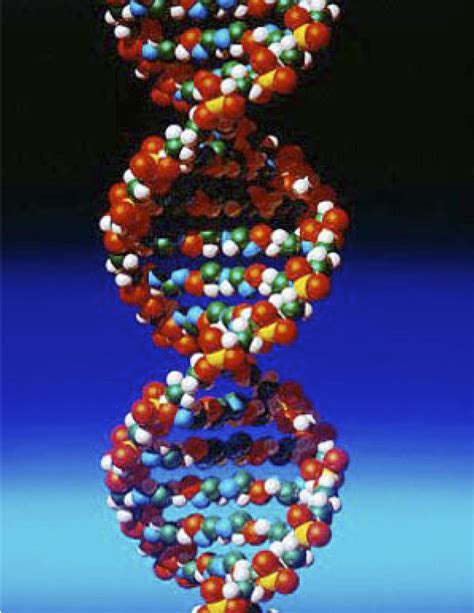DNA The Mystic Ladder Sondra Barrett Ph D