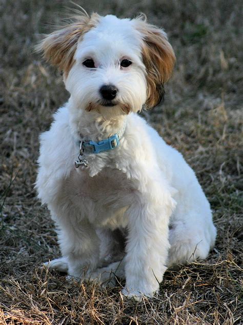 Coton De Tulear Information Dog Breeds At Thepetowners