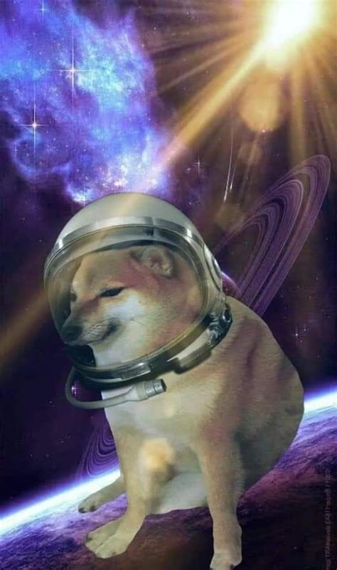 Pin By Odiseo De Urantia On Cheemsballtze Animal Memes Cheems Dog