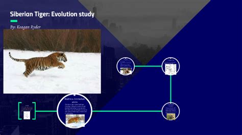 Siberian Tiger Evolution Study By Keagan Ryder On Prezi