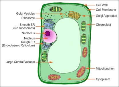 Maybe you would like to learn more about one of these? draw a well labeled diagram of a plant cell mention the ...
