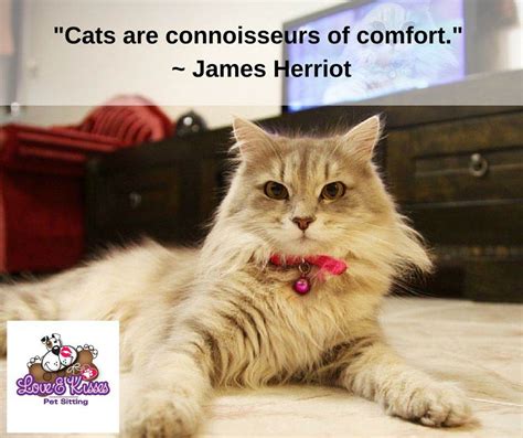 Our store also offers grooming, training, adoptions and curbside pickup. 5 Things Your Cat Wants You to Know - Love and Kisses Pet ...