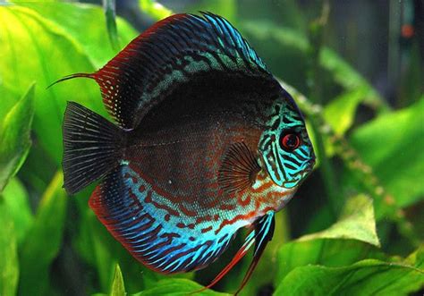 Add Life And Sparkle To Your Aquarium With The Top 10 Most