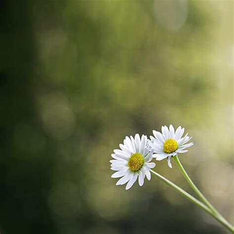 Two Daisies In Love Tanjica Perovic Photography All Imag Flickr