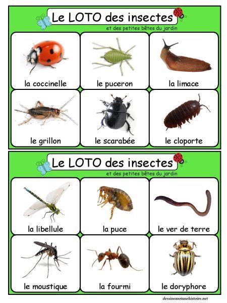 Les Insectes Insectes Vie Animale Le Loto