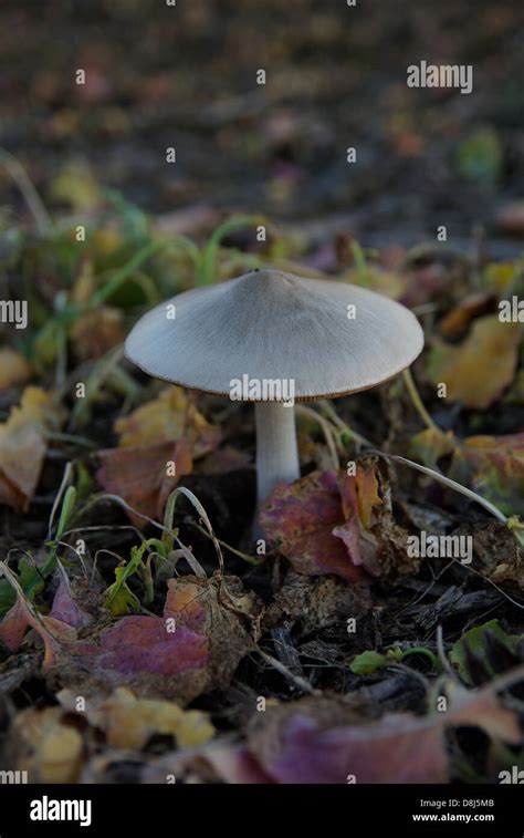 Fungus In Soil Stock Photo Alamy