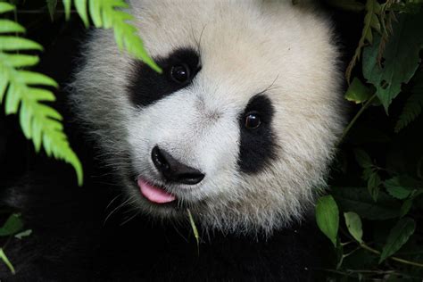 Toronto Zoo Welcomes Twin Giant Panda Cubs Video