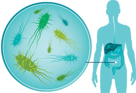 Can Gut Bacteria Improve Your Health Harvard Health