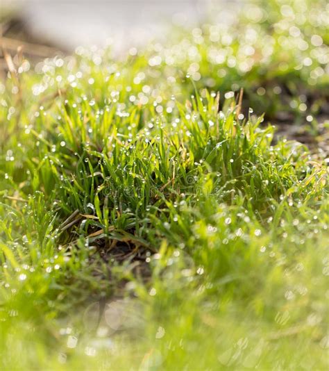 Dew Drops On Green Grass In Nature Stock Photo Image Of Pasture