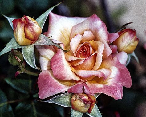 An Antique Rose Photograph By Pat Carosone