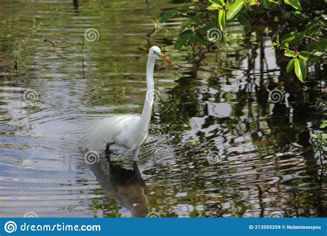 Large White Bird Walks In The Swamp Stock Image Image Of Heron