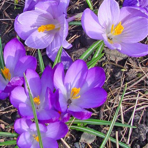 Mays Purple Flowers