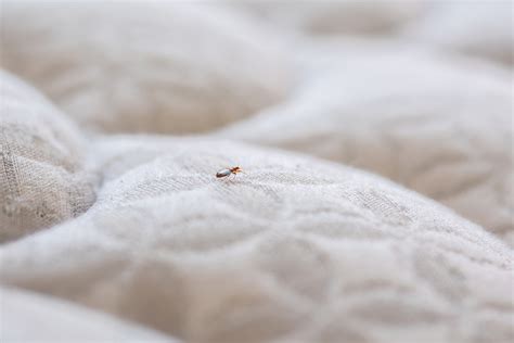 The Abcs To Bed Bug Pest Control
