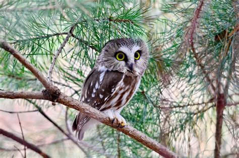 Northern Saw Whet Owl Takes Us By Surprise In Ontario