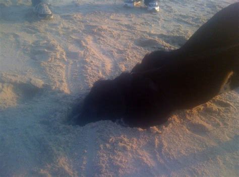 He Had So Much Fun Sticking His Head In The Sand Head In The Sand