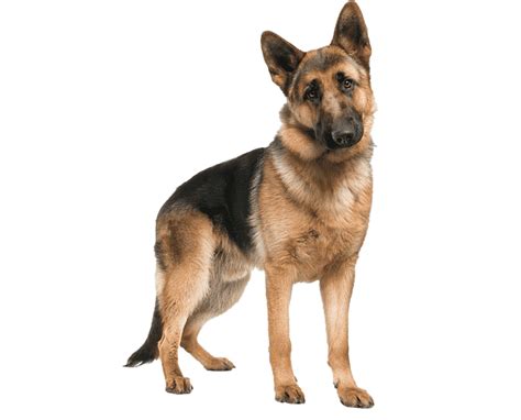German Shepherd Dog Png Picture Png All
