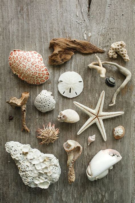 Various Sea Shells And Starfish On A Wooden Surface