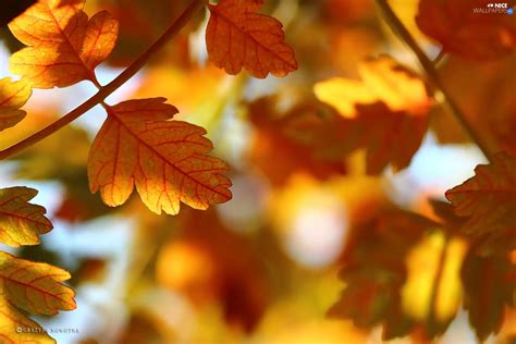 Leaf Yellow Autumn Nice Wallpapers 1920x1280