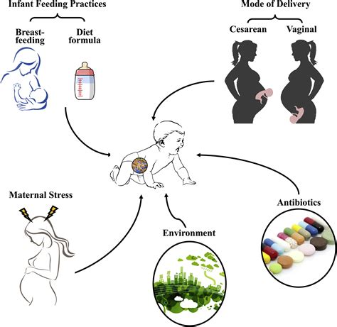 Fetal Neonatal And Infant Microbiome Perturbations And Subsequent