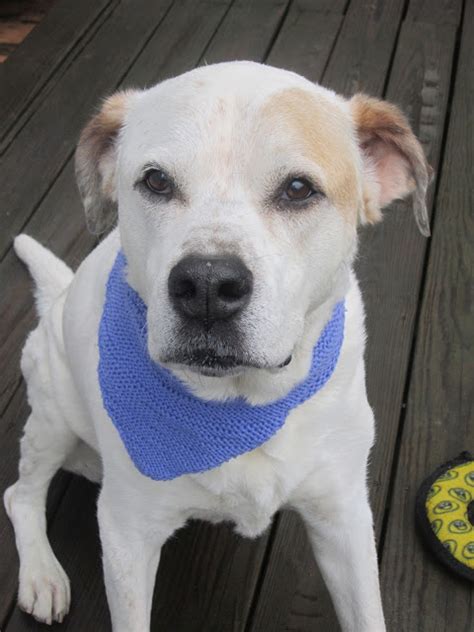 If you're a knitter, you probably already make things for the people you love, so why not for your pooch? Urban Hounds: Simple Saturday: Knit a Bandana Scarf for ...