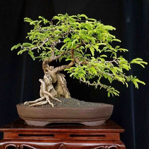 Perawatan tanaman asam jawa untuk bonsai, sudah harus dimulai sejak tanaman berusia muda. Bonsai Asam - Cara Mudah Membuat dan Merawatnya