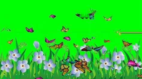 Beautiful Flowers And Butterfly Animated Green Screen Effects Vfx