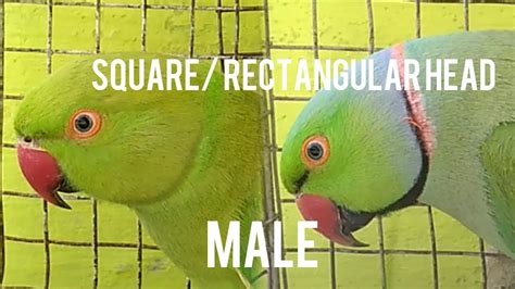 Juvenile Male Vs Female Ringneck Parakeets How To Determine Gender