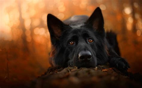 Black German Shepherd Close Up Bokeh Cute Animals Autumn German
